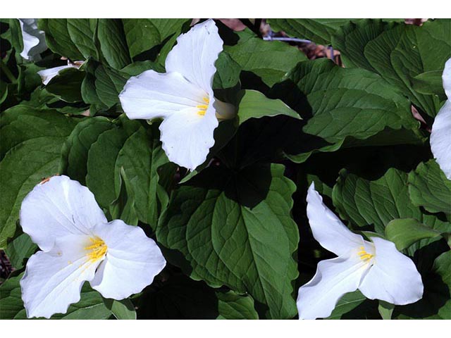 Trillium grandiflorum (White wake-robin) #75623