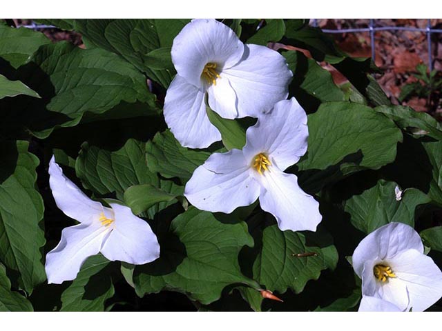 Trillium grandiflorum (White wake-robin) #75624