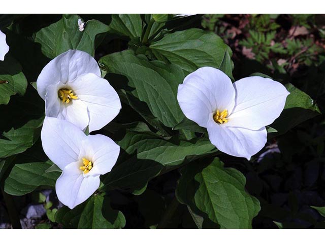 Trillium grandiflorum (White wake-robin) #75625