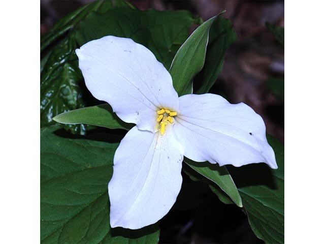 Trillium grandiflorum (White wake-robin) #75630