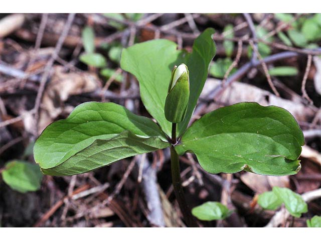 Trillium grandiflorum (White wake-robin) #75633