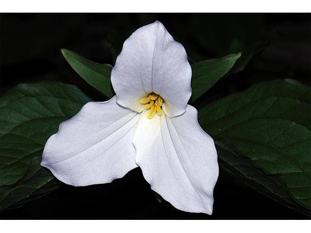 Trillium grandiflorum (White wake-robin) #75644