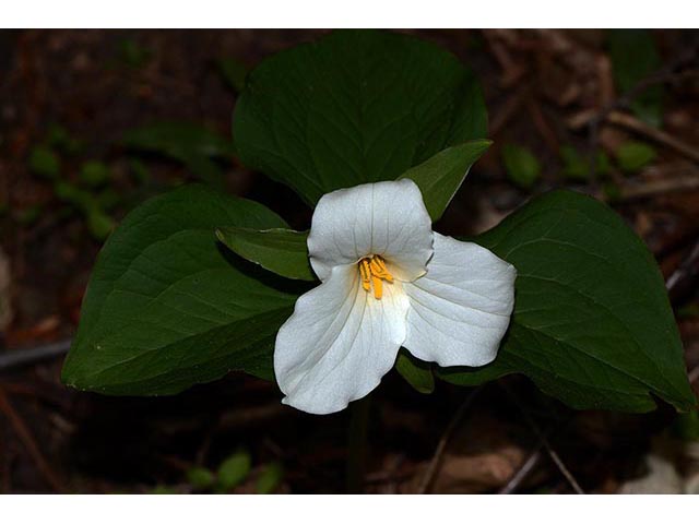 Trillium grandiflorum (White wake-robin) #75655