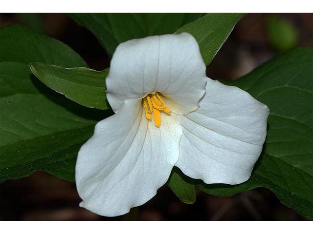 Trillium grandiflorum (White wake-robin) #75656