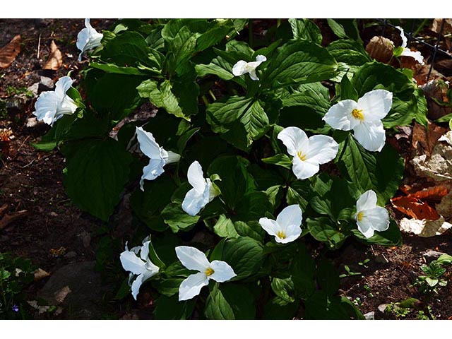 Trillium grandiflorum (White wake-robin) #75663