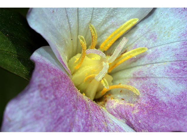 Trillium grandiflorum (White wake-robin) #75676