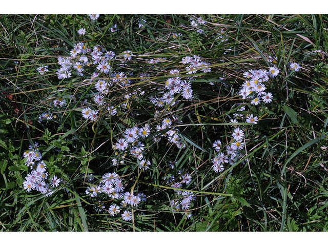 Symphyotrichum pilosum var. pilosum (Hairy white oldfield aster) #75967