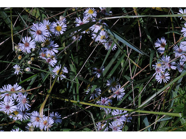 Symphyotrichum pilosum var. pilosum (Hairy white oldfield aster) #75969