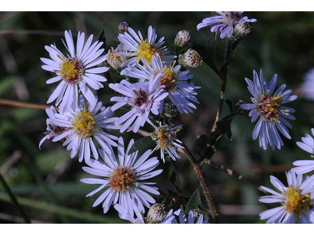 Symphyotrichum pilosum var. pilosum (Hairy white oldfield aster) #75971