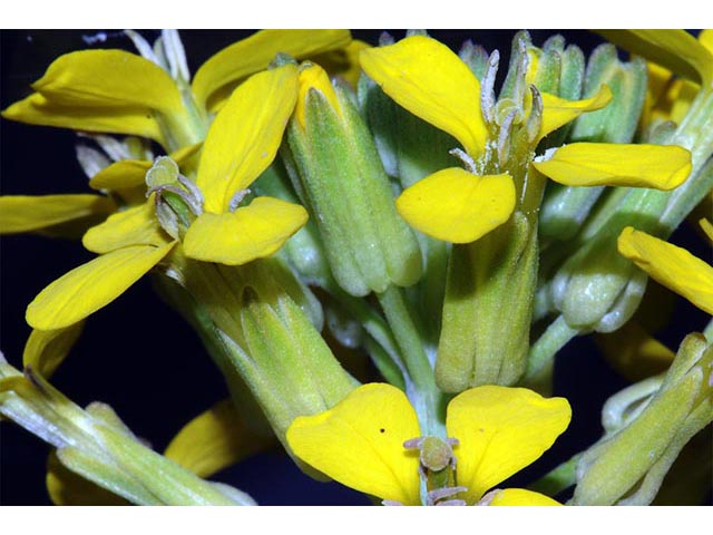 Erysimum asperum (Western wallflower) #76022