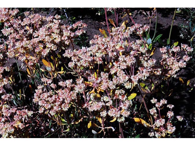 Eriogonum heracleoides (Parsnip-flower buckwheat) #52336