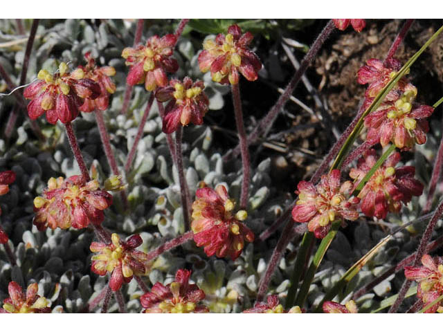 Eriogonum caespitosum (Matted buckwheat) #57250