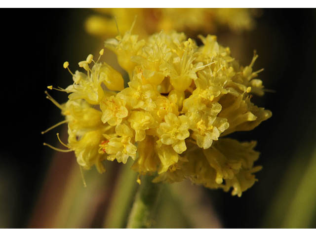 Eriogonum desertorum (Great basin desert buckwheat) #57556