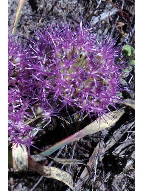 Allium platycaule (Broadstemmed onion) #61165