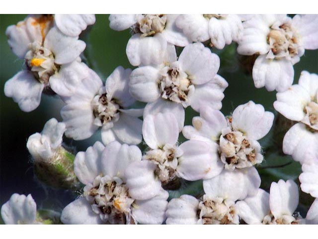 Achillea millefolium var. occidentalis (Western yarrow) #61746