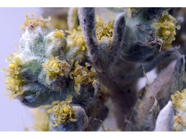 Artemisia californica (Coastal sagebrush) #61796