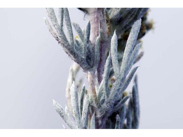 Artemisia californica (Coastal sagebrush) #61802