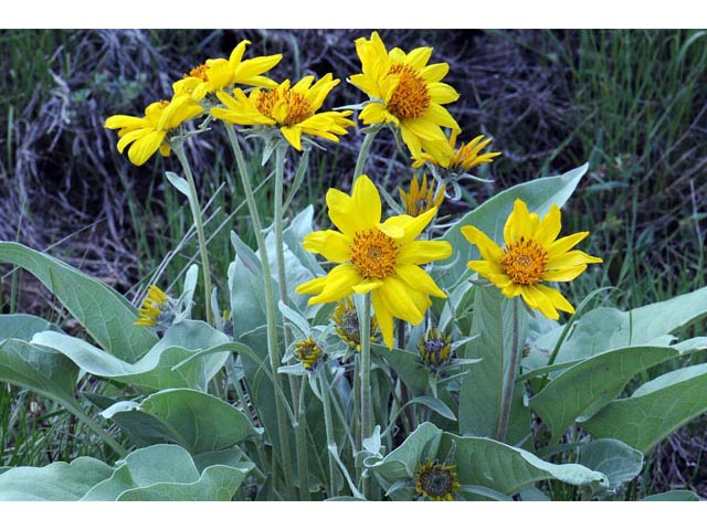 Balsamorhiza sagittata (Arrowleaf balsamroot) #61853