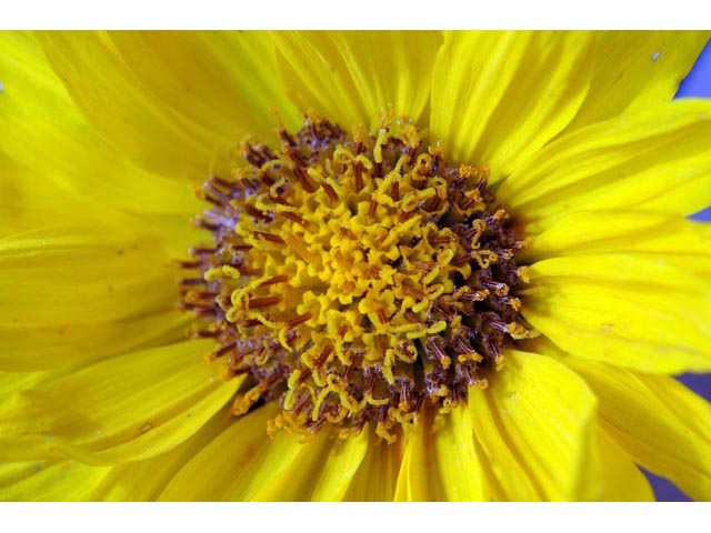 Balsamorhiza sagittata (Arrowleaf balsamroot) #61858