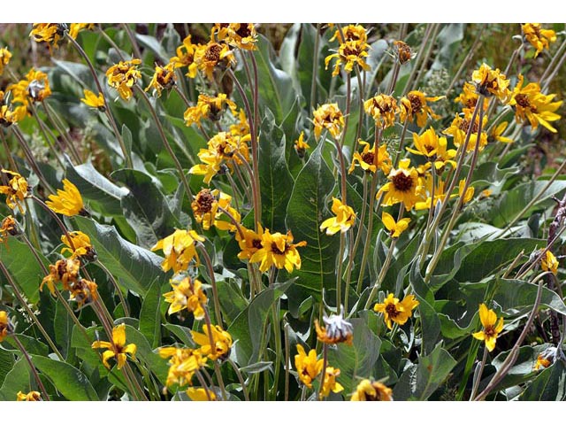 Balsamorhiza sagittata (Arrowleaf balsamroot) #61888