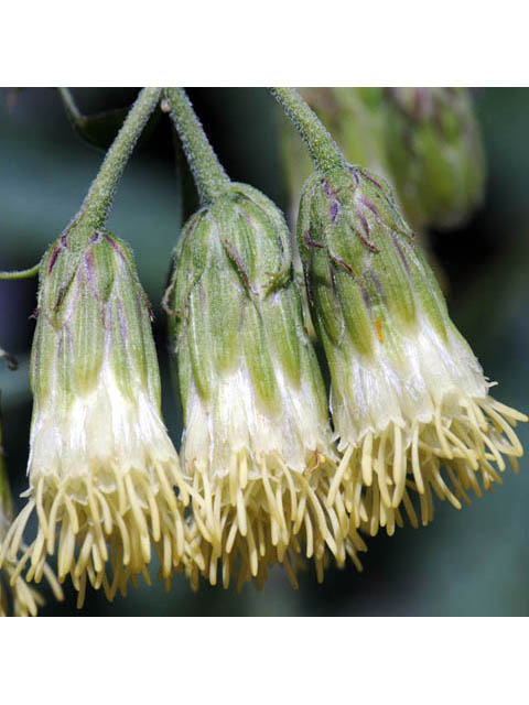 Brickellia grandiflora (Tasselflower brickellbush) #61900