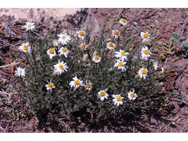 Chaetopappa ericoides (Rose heath) #61907