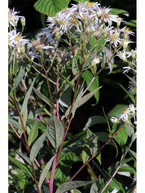 Doellingeria umbellata (Parasol whitetop) #61980