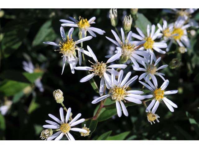 Doellingeria umbellata (Parasol whitetop) #61987