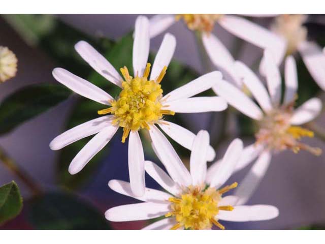 Doellingeria umbellata (Parasol whitetop) #61992