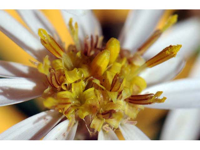 Doellingeria umbellata (Parasol whitetop) #61995