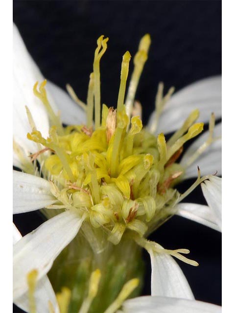 Doellingeria umbellata (Parasol whitetop) #62006