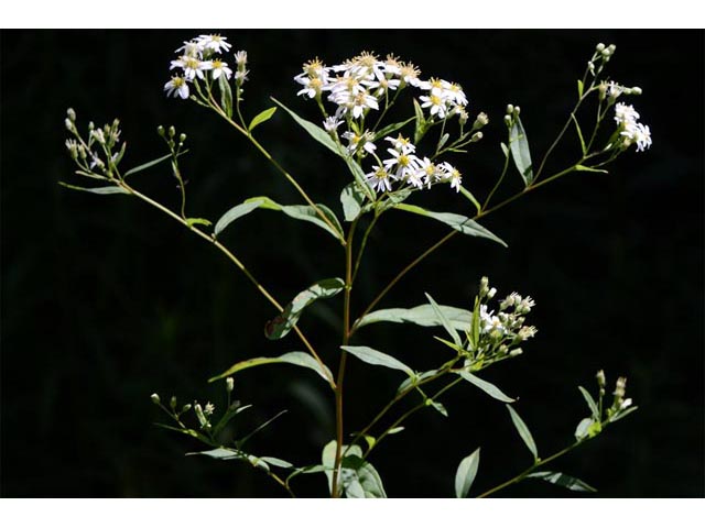 Doellingeria umbellata (Parasol whitetop) #62014