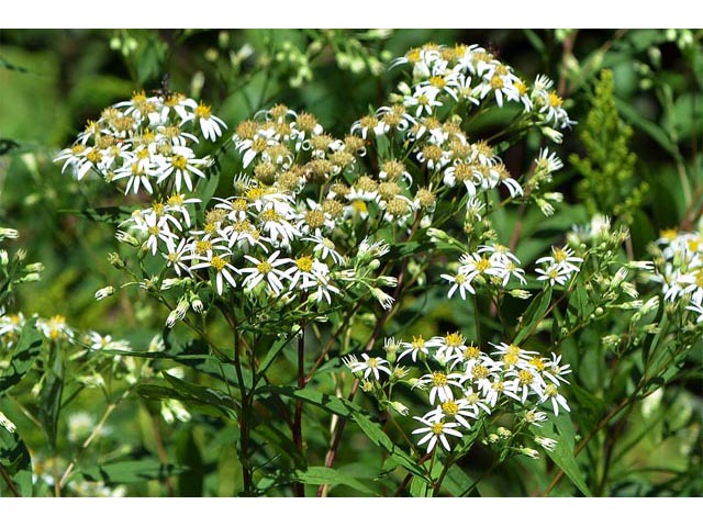 Doellingeria umbellata (Parasol whitetop) #62018