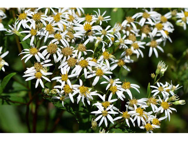 Doellingeria umbellata (Parasol whitetop) #62021