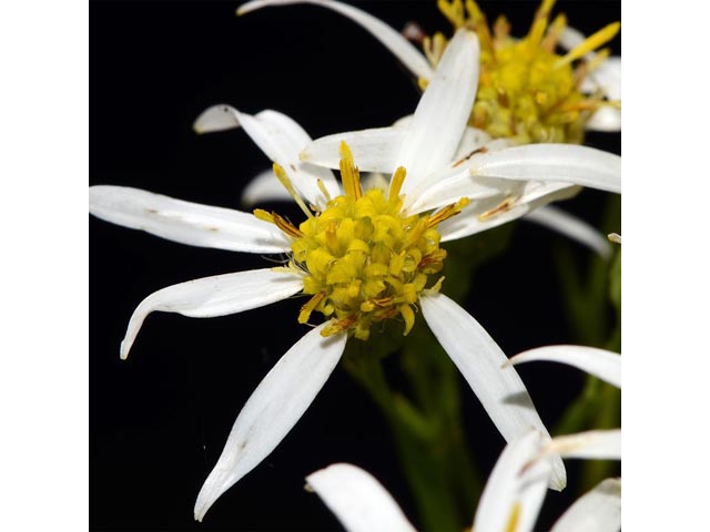 Doellingeria umbellata (Parasol whitetop) #62027