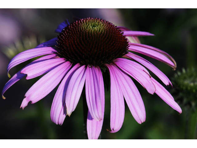 Echinacea purpurea (Eastern purple coneflower) #62034