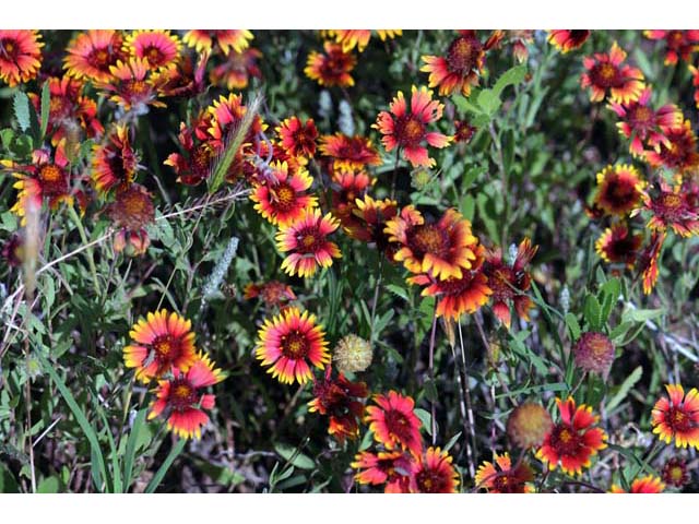 Gaillardia pulchella (Indian blanket) #62251