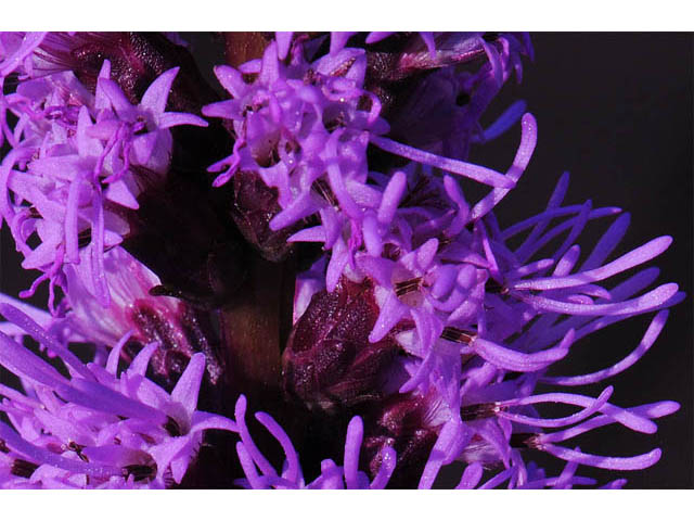 Liatris spicata (Dense blazing star) #62538