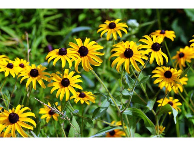 Rudbeckia hirta (Black-eyed susan) #62653