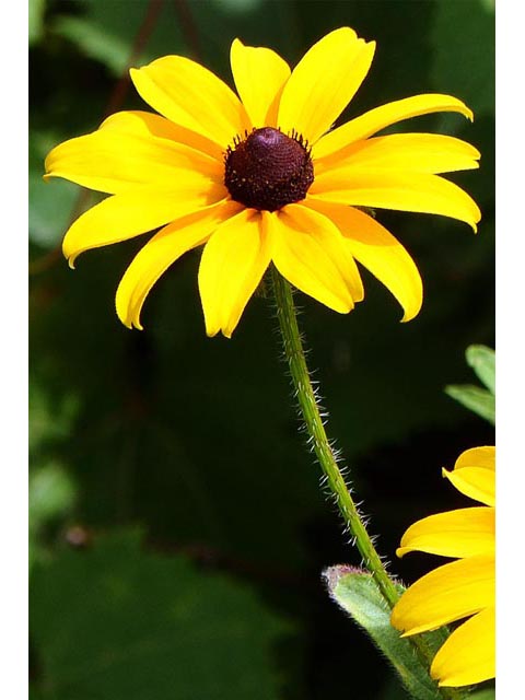 Rudbeckia hirta (Black-eyed susan) #62660