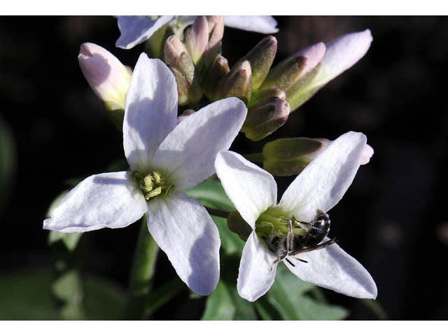 Cardamine concatenata (Cutleaf toothwort) #63052