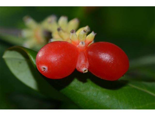 Lonicera sempervirens (Coral honeysuckle) #63363