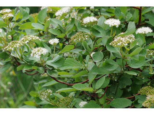 Cornus sericea ssp. sericea (Redosier dogwood) #63658