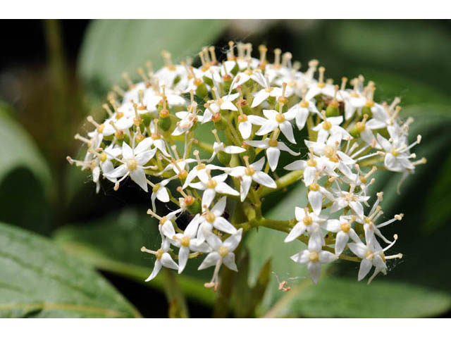 Cornus sericea ssp. sericea (Redosier dogwood) #63661