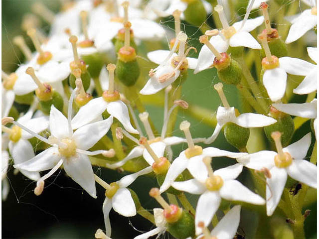 Cornus sericea ssp. sericea (Redosier dogwood) #63662