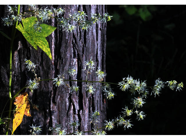 Echinocystis lobata (Wild cucumber) #63681