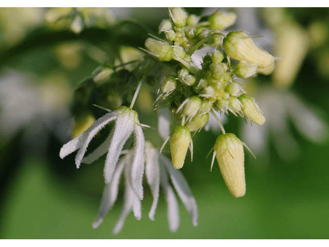 Echinocystis lobata (Wild cucumber) #63709