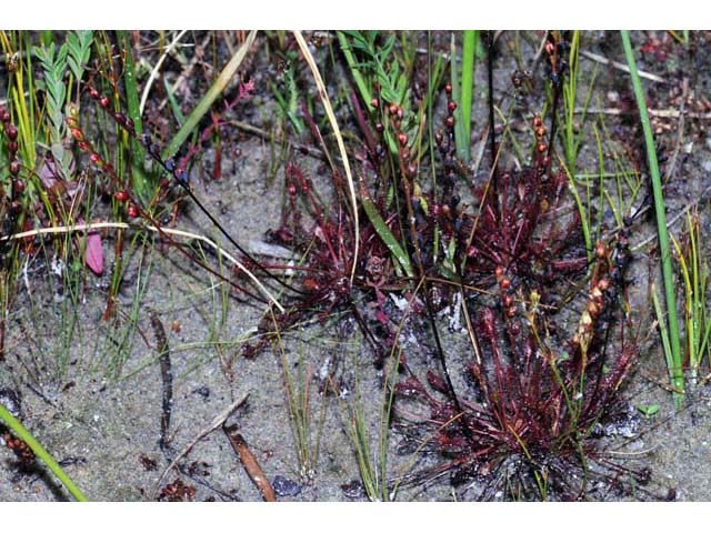 Drosera intermedia (Spoonleaf sundew) #63900