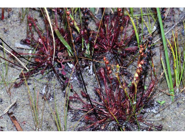 Drosera intermedia (Spoonleaf sundew) #63901