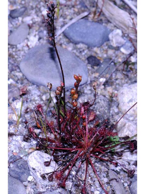 Drosera intermedia (Spoonleaf sundew) #63903